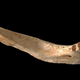 The jaw fragment used in the study.
